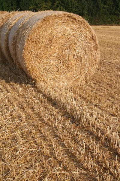 Золотые Тюки Сена Скошенном Пшеничном Поле Летом Сельское Хозяйство Северной — стоковое фото