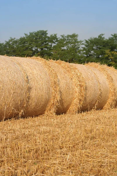 Golden Hay Bales Mown Wheat Field Summer Agricultural Field Northern — Stock Photo, Image