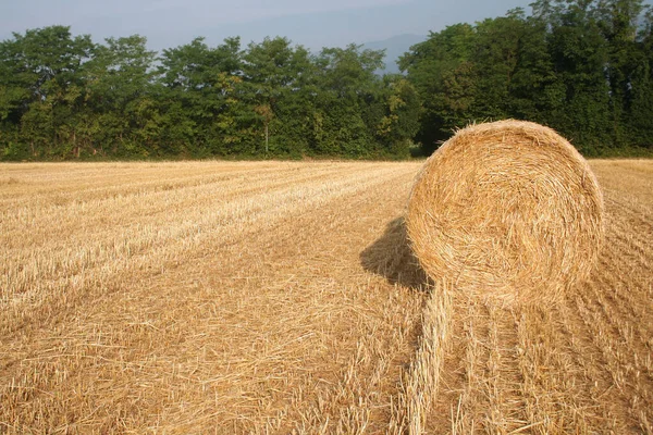 Gouden Hooibalen Een Gemaaid Tarweveld Zomer Landbouwgebied Noord Italië — Stockfoto