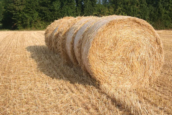 Balle Fieno Oro Campo Grano Falciato Durante Estate Settore Agricolo — Foto Stock