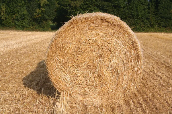 Goldene Heuballen Auf Einem Gemähten Weizenfeld Sommer Landwirtschaft Norditalien — Stockfoto