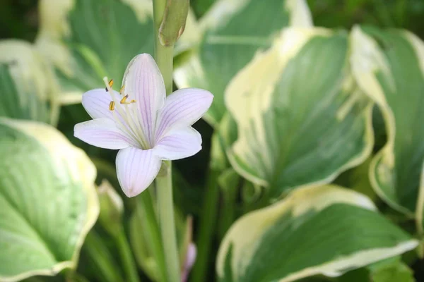 Pianta Variegata Hosta Gialla Verde Con Fiori Lilla Ramo Giardino — Foto Stock