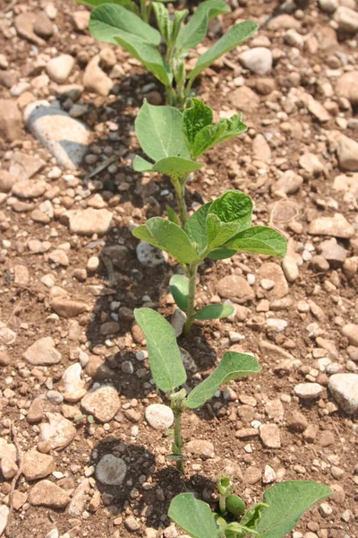 春天里 在田里一排排地生长着嫩绿色的大豆植物 栽培甘氨酸最大值 — 图库照片