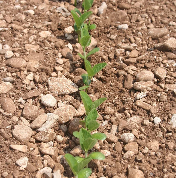 Jóvenes Plantas Soja Verde Que Crecen Hileras Campo Primavera Glicina — Foto de Stock