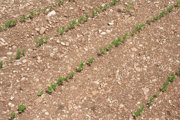 Fiatal Zöld Szójabab Növények Nőnek Sorban Területen Tavasszal Termesztett Glicin — Stock Fotó