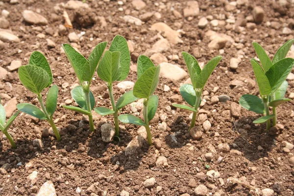春には畑の列に若い緑の大豆植物が成長します 栽培グリシン最大 — ストック写真