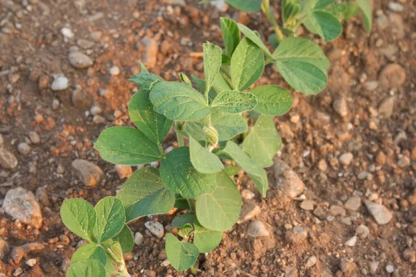 Jeunes Plants Soja Vert Poussant Rangs Champ Printemps Glycine Cultivée — Photo