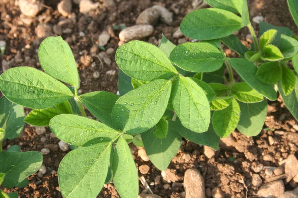 Gros Plan Des Plants Soja Vert Qui Poussent Dans Les — Photo