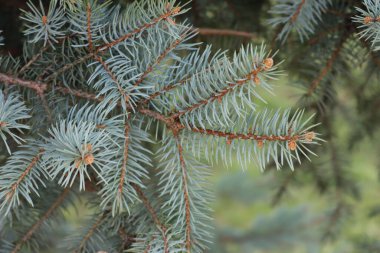 Colorado mavi ladin dallarına yakın çekim. Picea Pungens ağacı