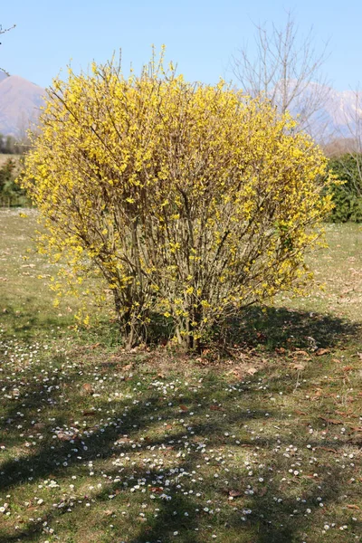 Forsythia Arbusto Con Muchas Flores Amarillas Jardín Primavera — Foto de Stock
