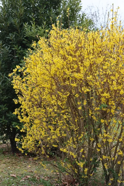 Forsythia Keř Květu Žlutými Květy Proti Zelenému Keři Laurel Zahradě — Stock fotografie