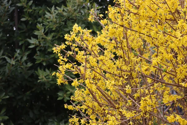 Forsythia Keř Květu Žlutými Květy Proti Zelenému Keři Laurel Zahradě — Stock fotografie