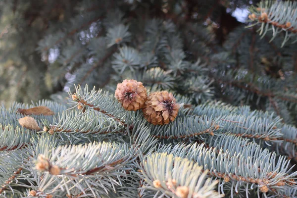 Takken Van Picea Pungens Met Bruine Kegels Colorado Blauwe Sparren — Stockfoto