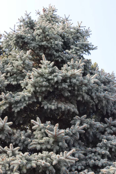 Colorado Mavi Ladini Picea Pungens Ağacı — Stok fotoğraf