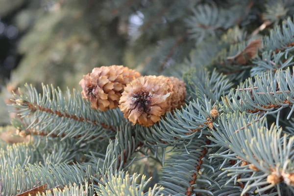 Takken Van Picea Pungens Met Bruine Kegels Colorado Blauwe Sparren — Stockfoto