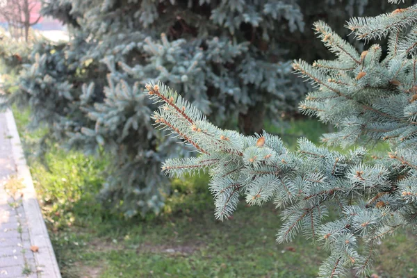 Nahaufnahme Von Zweigen Der Colorado Blaufichte Picea Pungens Baum — Stockfoto