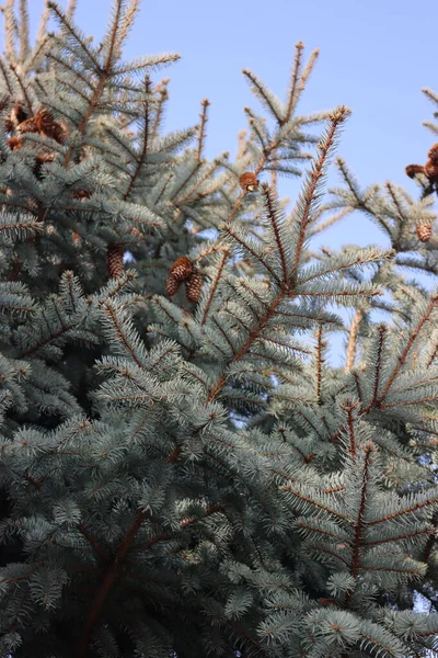 Niebieski Świerk Kolorado Drzewo Picea Pungens — Zdjęcie stockowe
