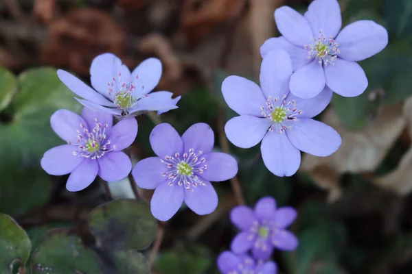 Anemone Hepatica Flores Roxas Para Floresta Primavera Hepatica Nobilis Flor — Fotografia de Stock