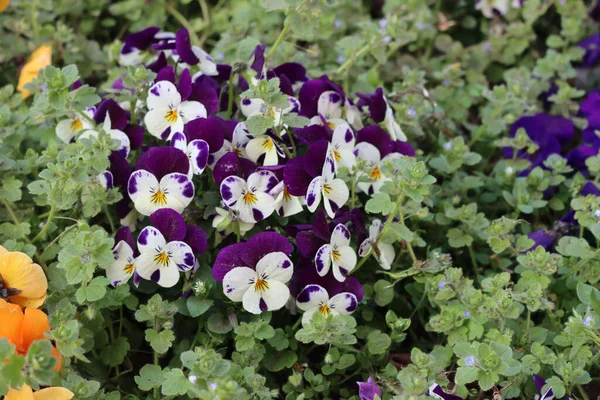 Flores Coloridas Pansy Flor Canteiro Flores Primavera Viola Tricolor — Fotografia de Stock