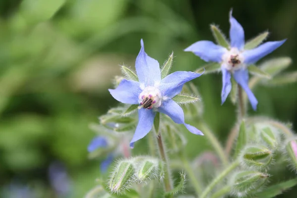 葉は青花を閉じます 庭のボラーゴ オフィナリス — ストック写真