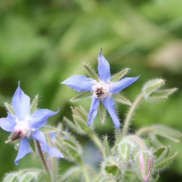Borage Blue Flowers Close Borago Officinalis Garden — Stock Photo, Image