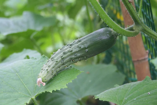 Petit Concombre Poussant Dans Potager Été Plante Cultivée Cucumis Sativus — Photo