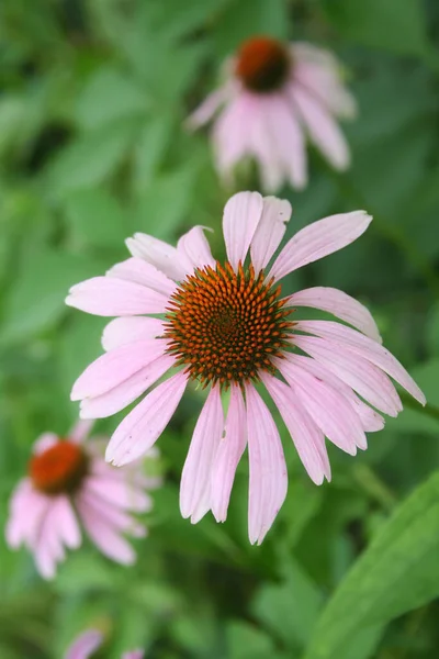 Бледно Розовые Цветки Рудбекии Называемые Black Eyed Susan Саду Лето — стоковое фото