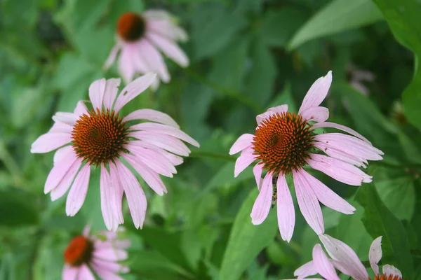 Бледно Розовые Цветки Рудбекии Называемые Black Eyed Susan Саду Лето — стоковое фото