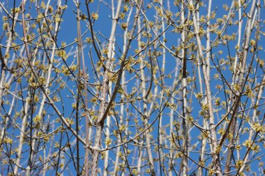 Kornelian kiraz ağacının sarı çiçekleri ve mavi gökyüzüne karşı açtıkları dallar. Cornus mas