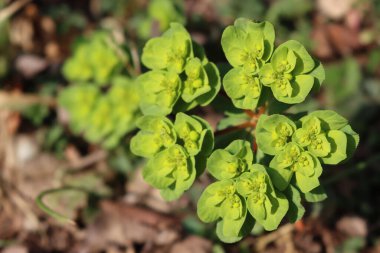 Baharda çayırda yabani Euphorbia bitkilerinin yeşil sarı çiçekleri
