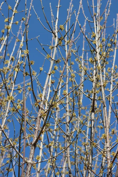 Cornelian Cerisier Cornouiller Fleurs Jaunes Fleurs Sur Branche Contre Ciel — Photo