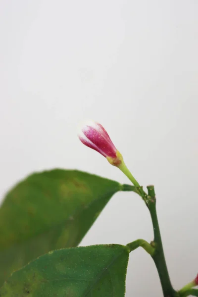 Flor Limón Blanco Planta Enfoque Selectivo Planta Limón Cítrico Flor —  Fotos de Stock