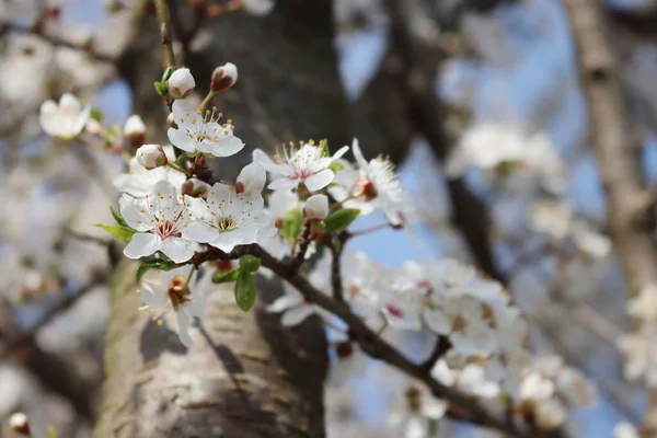 春に花を咲かせます 晴れた日に美しい白い花と黒とげの木 — ストック写真