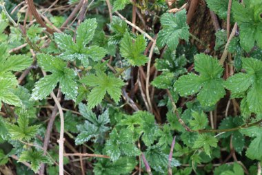 Gri lekeli yapraklı Humulus lupulus dalıdır. Yaygın Hop yaprakları hastalıklı