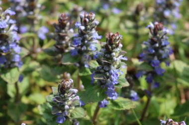 Halı borazanı ilkbaharda çayırda mavi çiçekleri sarıyor. Ajuga sürüngenleri çiçek açtı.