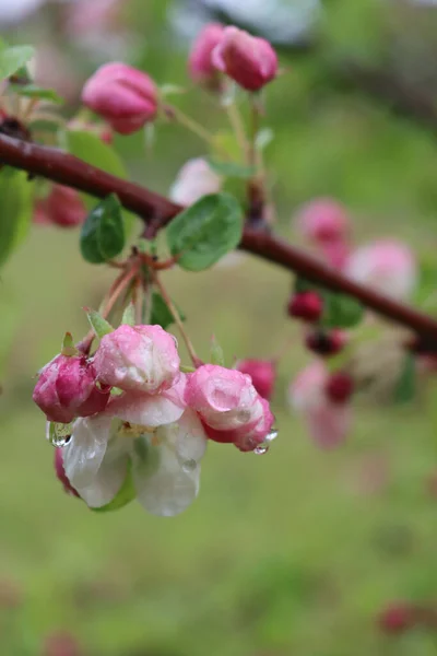 春には果樹園の雨雲に覆われた枝にピンクと白のリンゴの花 マルス ドメスティカ — ストック写真