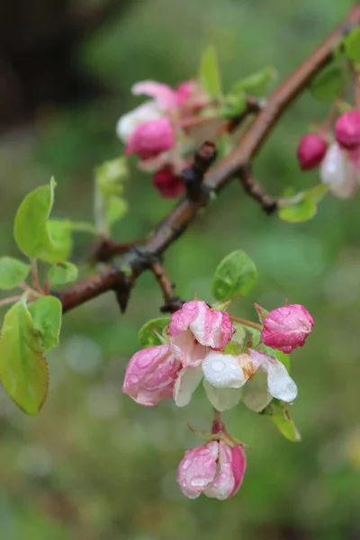 春には果樹園の雨雲に覆われた枝にピンクと白のリンゴの花 マルス ドメスティカ — ストック写真