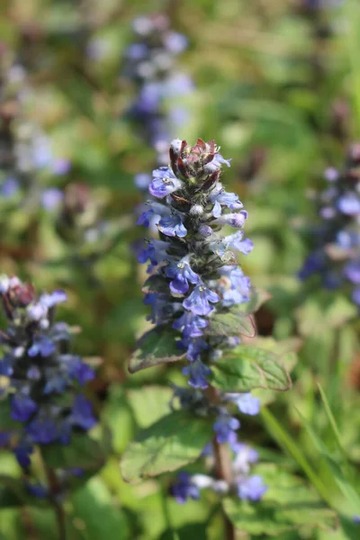 Carpet Bugle Blue Flowers Meadow Springtime Ajuga Reptans Plants Bloom — Stock Photo, Image