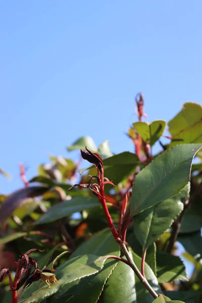 Photinia Vermelho Folhas Novas Arbusto Danificado Pela Geada Início Primavera — Fotografia de Stock
