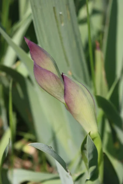 Fiore Iris Viola Pronto Fiorire Nel Giardino Pianta Iris Nell — Foto Stock
