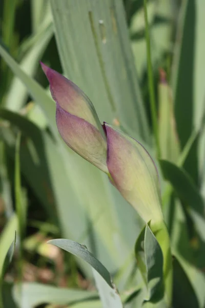 Lilla Iris Blomstrer Hagen Iris Planter Blomsterbedet Våren – stockfoto