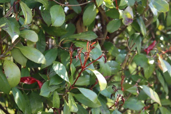 Photinia Vermelho Folhas Novas Arbusto Danificado Pela Geada Início Primavera — Fotografia de Stock