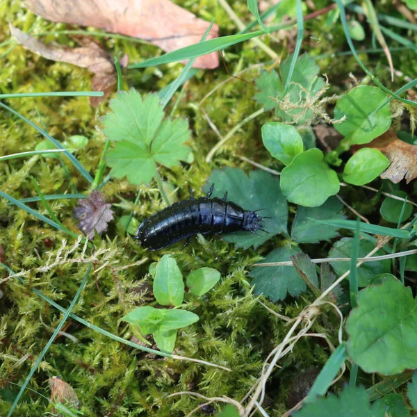 Close-up of black larvae insect on green leaves  in the meadow on springtime