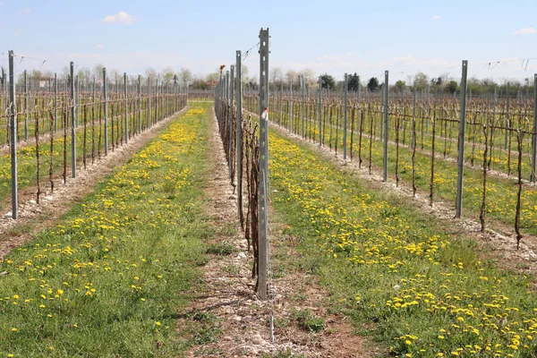 Plantas Vid Que Crecen Viñedo Campo Con Diente León Amarillo — Foto de Stock