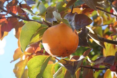 Ağaç dallarında olgun hurma meyveleri. Diospyros kaki ağacı sonbaharda