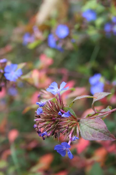 Ceratostigma Wilmottianum Větve Modrými Květy Červené Listy Bush Podzim Zahradě — Stock fotografie