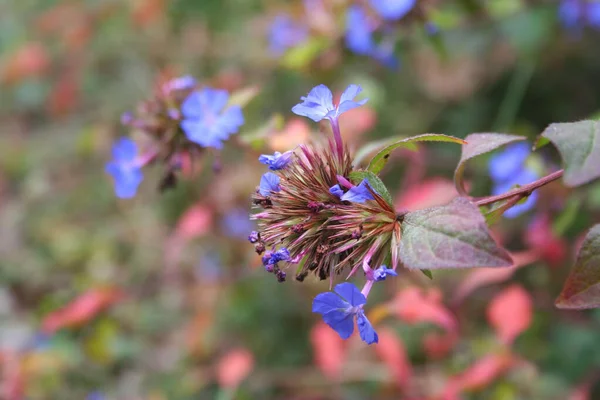 Ceratostigma Wilmottianum Zweige Mit Blauen Blüten Und Roten Blättern Bush — Stockfoto