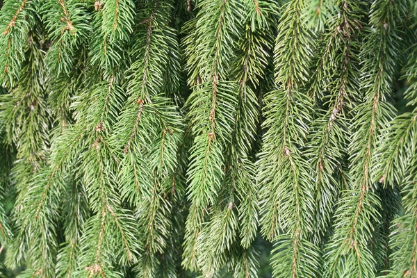 Dennenboom Groene Takken Achtergrond Detail Van Dennenboom Een Zonnige Dag — Stockfoto