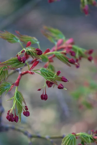 Japansk Lönn Träd Med Många Röda Blommor Gren Våren Acer — Stockfoto