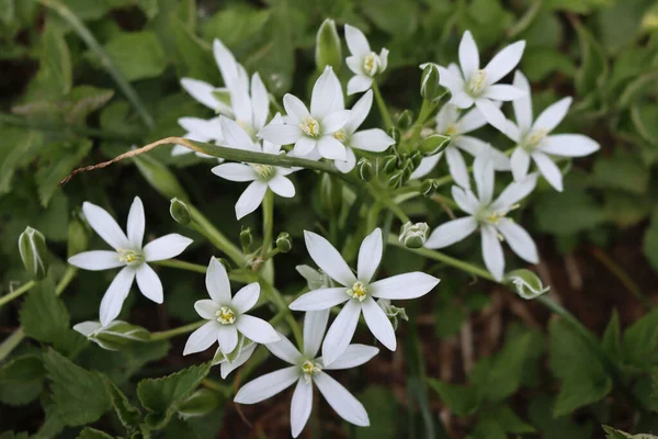 Ornithogalum umbellatum bitkisi. Beytüllahim Yıldızı ya da zambak çiçeği olarak da bilinir.